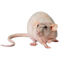 Грызуны Крыса сфинкс Грызуны Крыса сфинкс