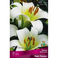 Лилия Трубчатая Вайт Планет (14/16) 2 шт 