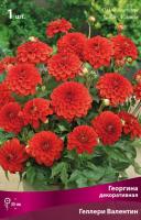 Георгина декоративная Гэллери Валентин (I) 1 шт 