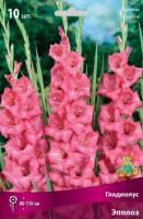 Гладиолус Крупноцветковые Эпплоз (10/12) 10 шт 