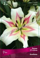 Лилия ОТ-Гибрид Бонбини (12/14) 3 шт 