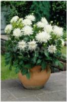 Георгина декоративная Аспен (I) 1 шт