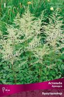 Астильба Арендса Браутшлейер (I) 1 шт 