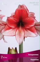 Амариллис простой Харизма (24/26) 1 шт 
