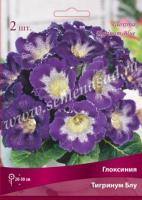 Глоксиния Тигринум Блу (4/5) 2 шт