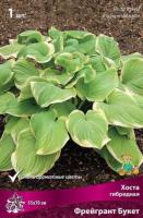 Хоста гибридная Фрейгрант Букет (I) 1 шт