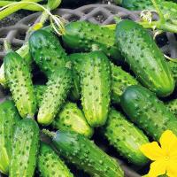 Огурец Астерикс F1 20*15шт Огурец Астерикс F1 20*15шт