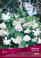 Бегония Ампельная Вайт 