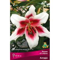 Лилия ОТ-Гибрид Алтари 14/16