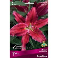 Лилия Восточная Блэк Белт (14/16) 2 шт