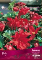 Бегония Ампельная Скарлет