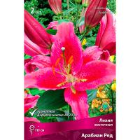 Лилия Восточная Арабиан Ред (14/16) 2 шт 
