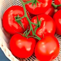 Томат Белый Налив 241 0,1г ч/б