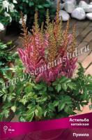 Астильба китайская Пумила (I) 1 шт 
