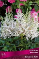 Астильба китайская Вижнс ин Вайт (I) 1 шт