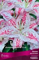 Лилия Восточная Солюшн (12/14) 3 шт