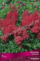 Астильба японская Кобленц