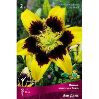 Лилия Азиатская Танго Изи Данс (14/16) 2 шт