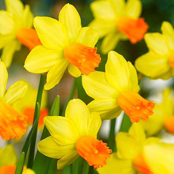 Нарцисс цикламеновый Джетфайр (5шт, 12/14) 833078