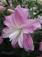 Лилия Восточная махровая Лотус Бриз