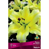 Лилия ОТ-Гибрид Барута 14/16