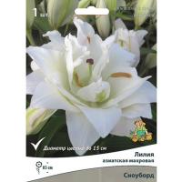 Лилия Восточная Сноуборд (14/16) 1 шт 828463