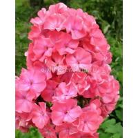 Флокс метельчатый Московская сказка