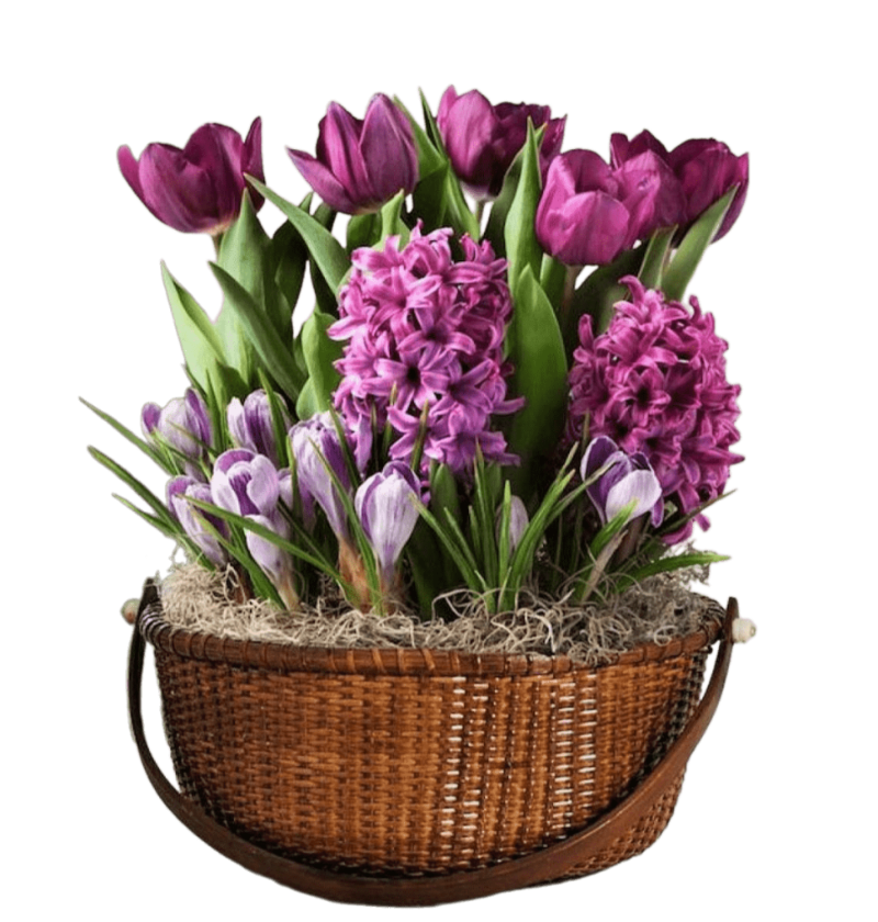 ЛУКОВИЧНЫЕ и МНОГОЛЕТНИЕ ЦВЕТЫ