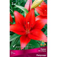 Лилия ЛА-Гибрид Рилусида