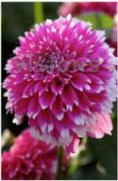 Георгина бахромчатая Фаззи Ваззи (I) 1 шт