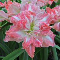 Амариллис махровый Прити Нимф (24/26) 1 шт