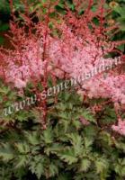 Астильба Арендса Делфт Лейс (I) 1 шт