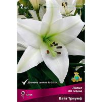 Лилия ЛО-Гибрид Вайт Триумф 14/16