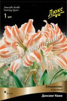 Амариллис махровый Дансинг Квин (24/26) 1 шт