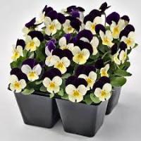 Фиалка рогатая Эдмаер Вайт Парпл Винг 10шт