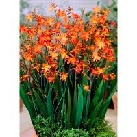 Крокосмия Кармин Бриллиант 6-7/К 10шт