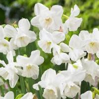 Нарцисс Триандрусовый Элвин'с Войс (5шт, 12/14) 845268 Нарцисс Триандрусовый Элвин'с Войс (5шт, 12/14) 845268