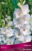 Гладиолус Крупноцветковый Бангладеш (10/12) 10 шт 