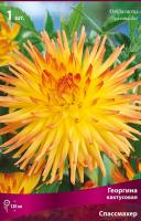 Георгина кактусовая Спассмахер (I) 1 шт 