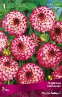 Георгина помпонная Литл Роберт (I) 1 шт