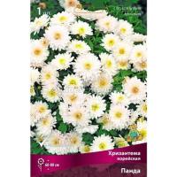 Хризантема корейская Резея 1шт