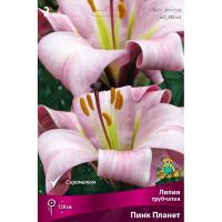 Лилия Трубчатая Пинк Планет (14/16) 2 шт