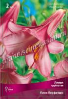 Лилия Трубчатая Пинк Перфекшн (12/14) 3 шт