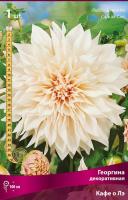 Георгина декоративная Кафе о Ле  (I) 1 шт