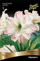 Амариллис махровый Афродита (24/26) 1 шт