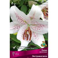 Лилия Восточная Экстраваганза (14/16) 2 шт