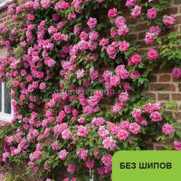 Саженцы Роза плетистая Зефирин Друэн