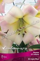 Лилия ОТ-Гибрид Истерн Мун (12/14) 3 шт 847860