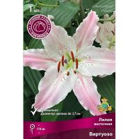 Лилия Восточная Виртуозо (16/18) 1шт 821194