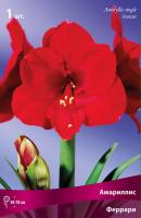 Амариллис простой Феррари (24/26) 1шт